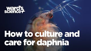 Caring and Culturing for Daphnia [upl. by Dahlstrom]