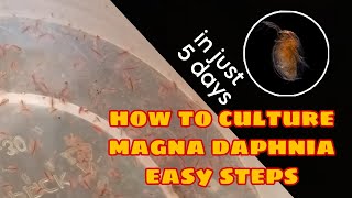 How to Culture Magna Daphnia Easily [upl. by Swain]