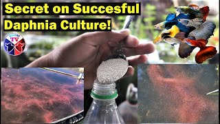 How to Culture Daphnia Successfully [upl. by Asilrahc]