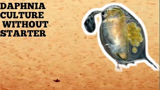 HOW TO CULTURE DAPHNIA NATURALLY WITHOUT A STARTER [upl. by Justis]