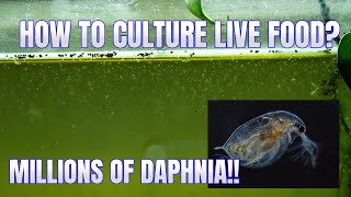 How to Culture Daphnia Secret Method to Breed MILLIONS  Simply Aquatic [upl. by Ruenhs643]