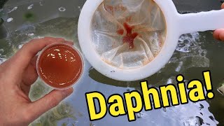 How I Culture Daphnia In Outdoor Tubs [upl. by Crary]