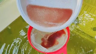 How to culture daphnia  Daphnia culture  How to grow daphnia outdoor [upl. by Reema]