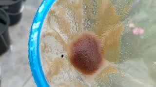 How to culture daphnia moina in a small container Part 1 English Subtitle [upl. by Ojillek]