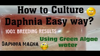 Daphnia MagnaHow to Culture Daphnia Easy wayCulturing Daphnia using Green water Daphnia [upl. by Muriel]