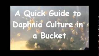 How to culture daphnia outside [upl. by Rolyab]