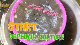 How to culture daphnia moina the easy way 1  Starting the Daphnia culture [upl. by Ecnerrot]