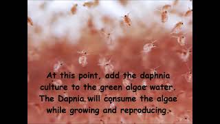 Daphnia  How to grow daphnia in your home [upl. by Pauletta]