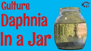 How to Culture Daphnia in a Jar [upl. by Balf]