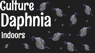 How to Culture Daphnia [upl. by Kreiker710]