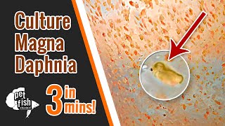 How to culture DAPHNIA MAGNA  The easy way [upl. by Artinak641]