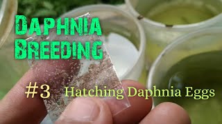 Daphnia Culture made simple and easy 3  Hatching Daphnia eggs [upl. by Kir756]