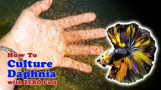 How to Culture Daphnia with ZERO Cost  Unlimited Live Food For Our Fish [upl. by Anerom]