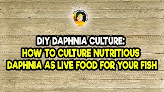 DIY Daphnia Culture How to Culture Nutritious Daphnia as Live Food for Your Fish [upl. by Catima]