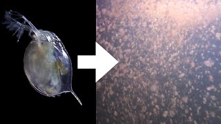 How I Culture Daphnia [upl. by Ydrah]