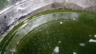 DAPHNIA MOINA CULTURE IN A SMALL BUCKET [upl. by Kimberli]