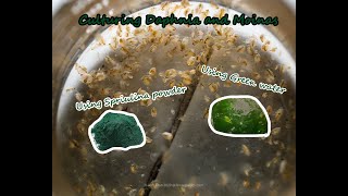 How To Culture Daphnia and Moinas using Green Water Spirulina powder [upl. by Aerdnna7]