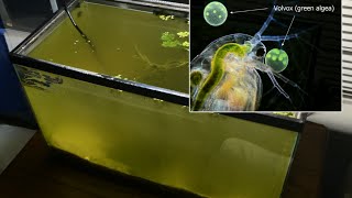 Raising Daphnia for the Freshwater Aquarium [upl. by Ulysses]