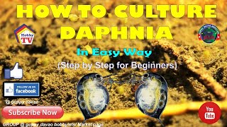 HOW TO CULTURE DAPHNIA In Easy Way [upl. by Eel]